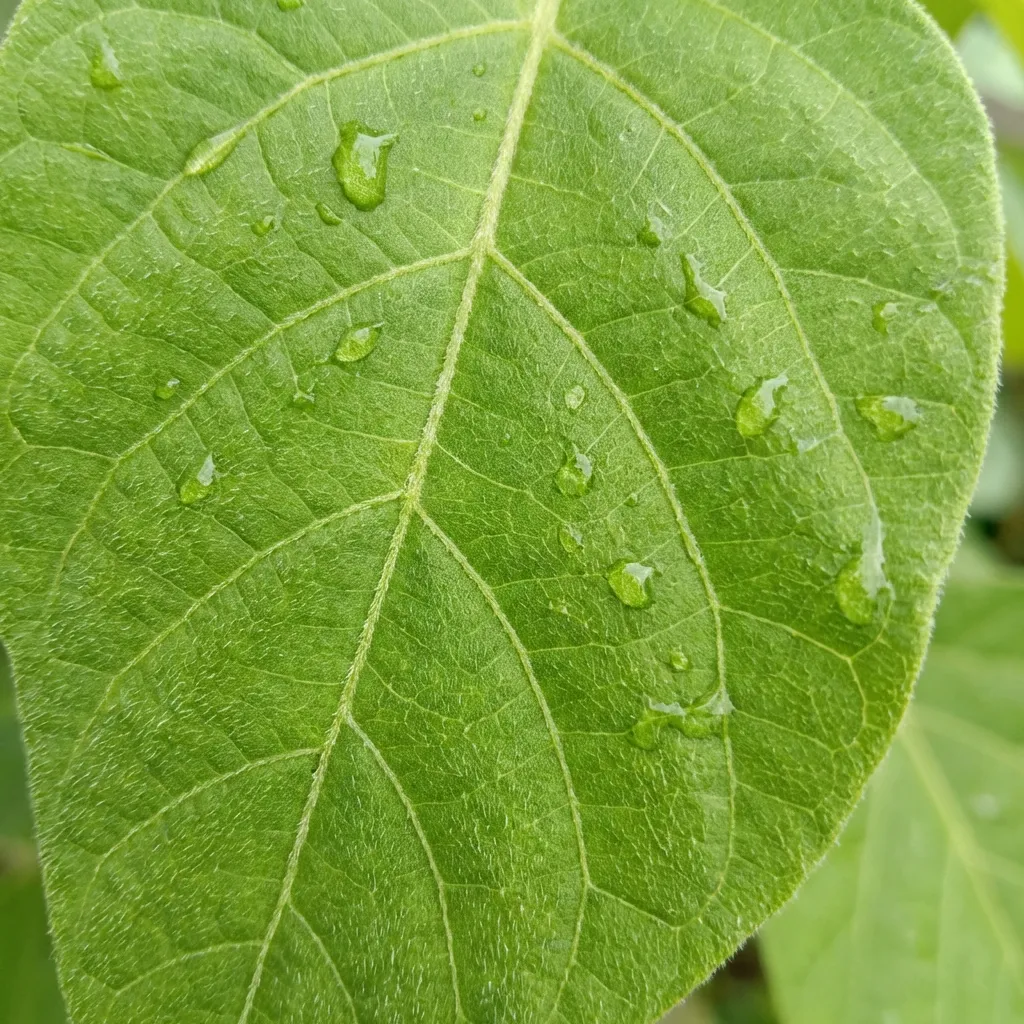 Meracules Tree Why Moringa is the 'Miracle Tree' | MAROM